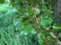 Populus nigra 'Italica' Lokstallarna, Malmö, Skåne, Sweden 20160523_IMG_4340