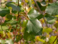 Populus nigra 'Plantierensis' Centralen, Malmö, Skåne, Sweden 20181020_0054