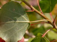 Populus nigra 'Plantierensis' Centralen, Malmö, Skåne, Sweden 20181020_0055