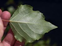 Populus nigra 'Plantierensis' Inre hamnen, Malmö, Skåne, Sweden 20170715_0047