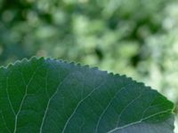 Populus nigra Djurminnesplatsen Spillepeng, Malmö, Skåne, Sweden 20180608_0068