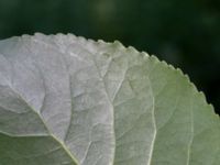 Populus nigra Djurminnesplatsen Spillepeng, Malmö, Skåne, Sweden 20180608_0070