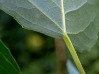 Populus nigra Djurminnesplatsen Spillepeng, Malmö, Skåne, Sweden 20180608_0071