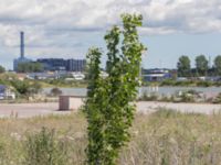 Populus nigra Grodreservatet, Norra hamnen, Malmö, Skåne, Sweden 20160611_0037