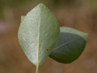 Populus simonii Grönhögens industriområde, Mörbylånga, Öland, Sweden 20180810_0122