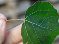 Populus tremula Valenciagatan, Malmö, Skåne, Sweden 20190907_0047