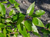 Populus trichocarpa Limhamns kalkbrott, Malmö, Skåne, Sweden 20170813_0033