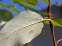 Populus trichocarpa Limhamns kalkbrott, Malmö, Skåne, Sweden 20170813_0035