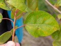 Populus trichocarpa Limhamns kalkbrott, Malmö, Skåne, Sweden 20180901_0046