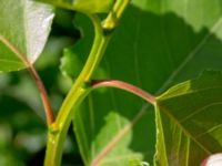 Populus x berolinensis Ulricedal, Malmö, Skåne, Sweden 20190617_0045