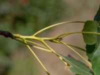 Populus x canadensis 