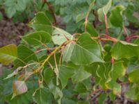 Populus x canadensis Limhamns kalkbrott, Malmö, Skåne, Sweden 20180901_0173