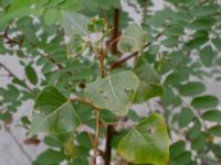 Populus x canadensis Limhamns kalkbrott, Malmö, Skåne, Sweden 20180901_0174