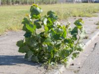 Populus x canadensis Ljusterögatan, Norra hamnen, Malmö, Skåne, Sweden 20160830_0022