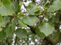 Populus x canadensis Tjustorps industriby, Svedala, Skåne, Sweden 20170701_0171