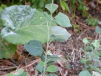 Populus x canescens Botaniska trädgården, Lund, Skåne, Sweden 20180816_0085