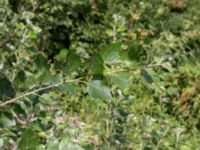 Populus x canescens Lokstallarna, Malmö, Skåne, Sweden 20160725_0079