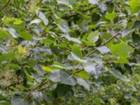 Populus x jackii Närlunda tegelbruksgrav, Helsingborg, Skåne, Sweden 20170727_0076