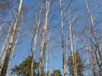 Populus × wettsteinii Furulund, Kävlinge, Skåne, Sweden 20170409_IMG_0671