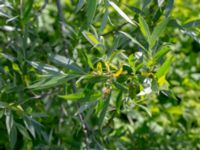 Salix alba Capellagården, Vickleby, Mörbylånga, Öland, Sweden 20190609_0173