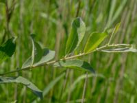 Salix aurita Lilla Mölleberga, Malmö, Skåne, Sweden 20190620_0070