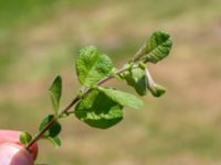 Salix aurita Stintorp, Söderköping, Östergötland, Sweden 20190608_0402