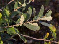 Salix aurita Valenciagatan, Malmö, Skåne, Sweden 20190907_0043