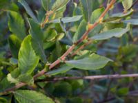 Salix aurita Valenciagatan, Malmö, Skåne, Sweden 20190907_0045