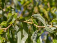 Salix babylonica 'Tortuosa' Åkerlund och Rausings väg, Lund, Skåne, Sweden 20171009_0028