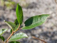 Salix caprea ssp. caprea Limhamns kalkbrott, Malmö, Skåne, Sweden 20170813_0056