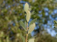 Salix cinerea Bara, Svedala, Skåne, Sweden 20140805_0035