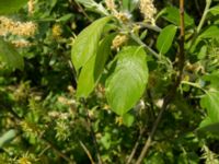 Salix cinerea Damm N Fjelie kyrka, Lomma, Skåne, Sweden 20160525_0023