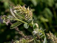 Salix cinerea Klosterängshöjden, Lund, Skåne, Sweden 20150612_0104