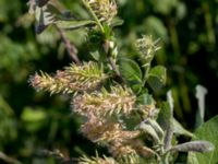 Salix cinerea Klosterängshöjden, Lund, Skåne, Sweden 20150612_0105