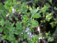 Salix cinerea Ribersborg, Malmö, Skåne, Sweden 20150510_0025