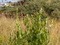 Salix cinerea ssp. cinerea Ön, Malmö, Skåne, Sweden 20190725_0050