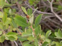 Salix cinerea ssp. cinerea Limhamns kalkbrott, Malmö, Skåne, Sweden 20180901_0042