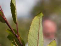 Salix daphnoides Limhamns kalkbrott, Malmö, Skåne, Sweden 20170903_0122