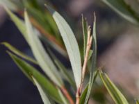 Salix daphnoides ssp. acutifolia Limhamns kalkbrott, Malmö, Skåne, Sweden 20170903_0115