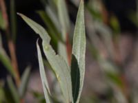 Salix daphnoides ssp. acutifolia Limhamns kalkbrott, Malmö, Skåne, Sweden 20170903_0117