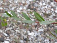 Salix daphnoides ssp. acutifolia Limhamns kalkbrott, Malmö, Skåne, Sweden 20180901_0172