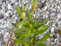 Salix daphnoides ssp. daphnoides Limhamns kalkbrott, Malmö, Skåne, Sweden 20180901_0164