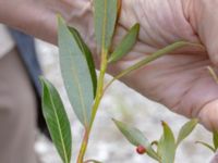 Salix daphnoides ssp. daphnoides Limhamns kalkbrott, Malmö, Skåne, Sweden 20180901_0170