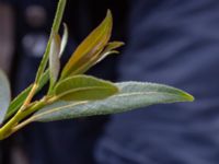 Salix daphnoides ssp. daphnoides Limhamns kalkbrott, Malmö, Skåne, Sweden 20180901_0171