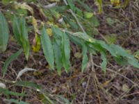 Salix dasyclados Gyllins trädgård, Malmö, Skåne, Sweden 20171028_0010