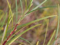 Salix elaeagnos 100 m SSO Albafabriken, Dalby, Lund, Skåne, Sweden 20171015_0017