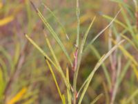 Salix elaeagnos 100 m SSO Albafabriken, Dalby, Lund, Skåne, Sweden 20171015_0020