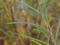 Salix elaeagnos 100 m SSO Albafabriken, Dalby, Lund, Skåne, Sweden 20171015_0021