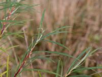 Salix elaeagnos 100 m SSO Albafabriken, Dalby, Lund, Skåne, Sweden 20171015_0025