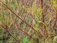 Salix elaeagnos 100 m SSO Albafabriken, Dalby, Lund, Skåne, Sweden 20171015_0026